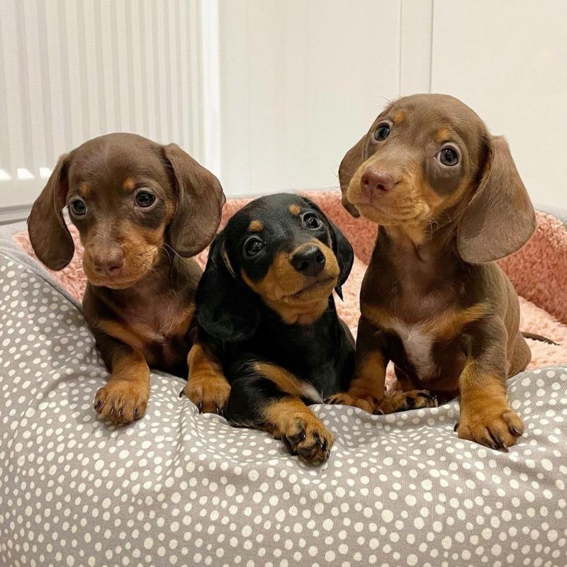 charming dachshund puppies for adoption (livingstonhark@gmail.com) Image eClassifieds4u