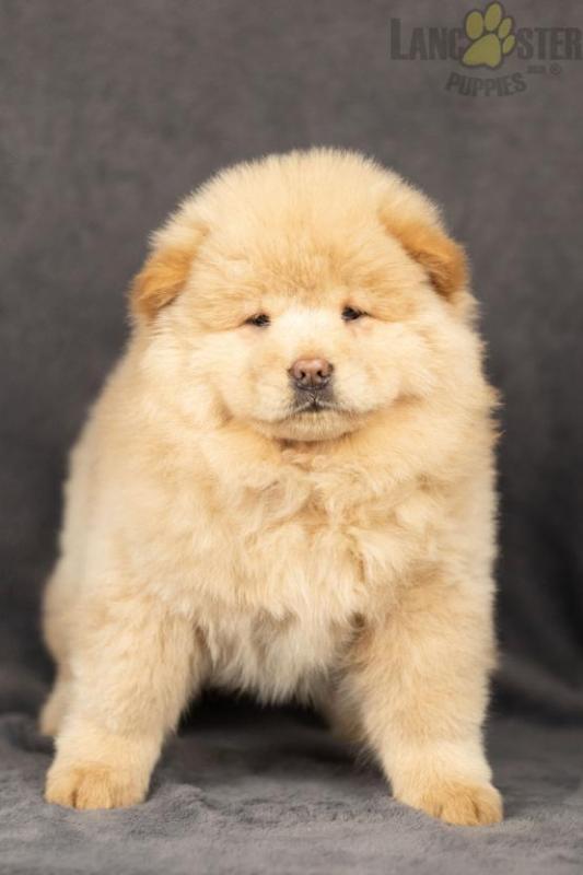 Chow Chow Puppies For Sale Image eClassifieds4u