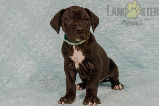 Great Dane Puppies For Sale Image eClassifieds4u