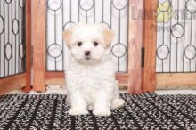 Malshi Puppies For Sale Image eClassifieds4U