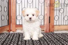 Malshi Puppies For Sale5 Image eClassifieds4U