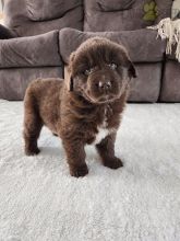 Newfoundland Puppies For Sale Image eClassifieds4U
