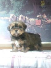Shorkie Puppies For Sale Image eClassifieds4U