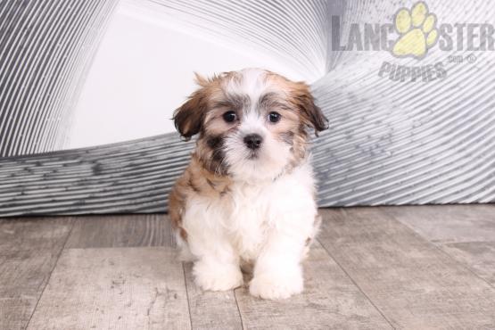 Malshi Puppies For Sale Image eClassifieds4u