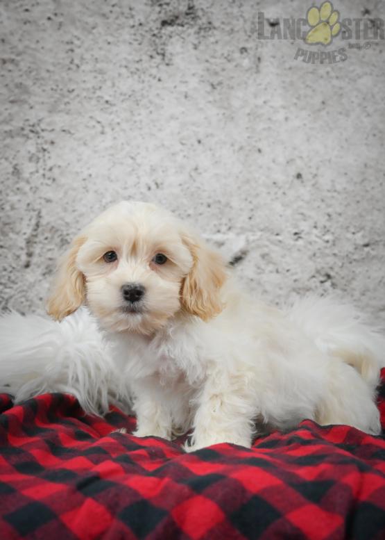 Shih-poo Puppies For Sale Image eClassifieds4u