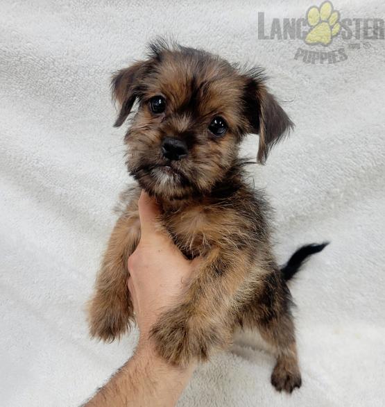 Shorkie Puppies For Sale Image eClassifieds4u
