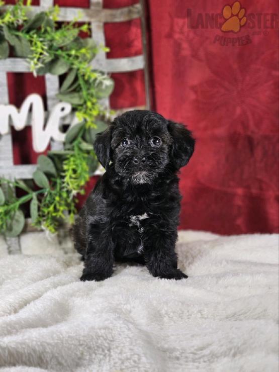 Yorkiepoo Puppies For Sale Image eClassifieds4u