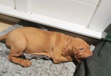 Adorable Pedigree Vizsla Puppies Ready