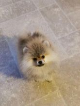 Amazing Pomeranian puppy