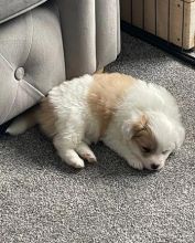 Awesome Pomeranian Puppies Available
