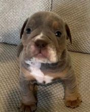 Healthy Home raised English Bulldog pups available