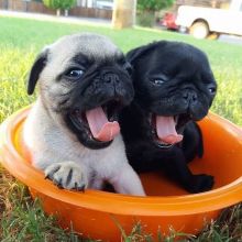 Healthy Male and Female pug Puppies Available For Adoption (henrrjonas@gmail.com)v