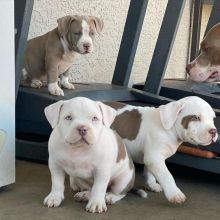 Pitbull puppies for adoption (jespalink@gmail.com)