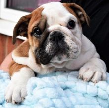 Top Class English Bulldog Puppies Available