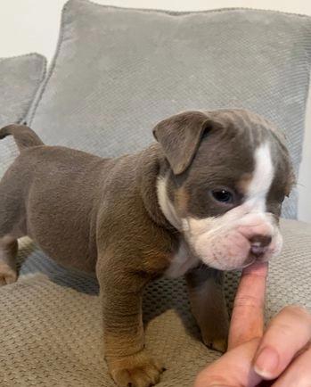 Affectionate English Bulldog Available Image eClassifieds4u