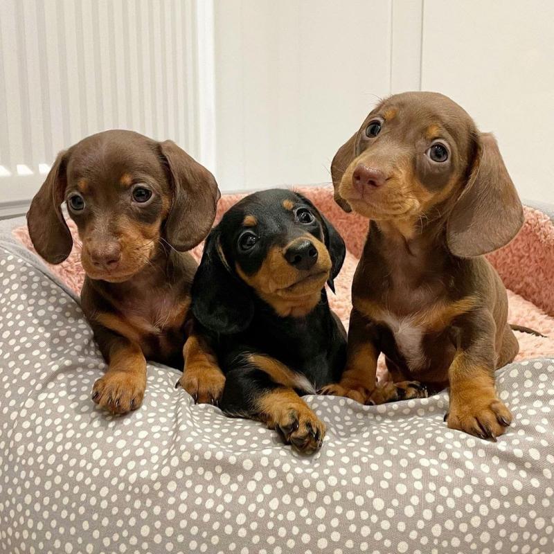 dachshund PUPPIES (livingstonhark@gmail.com) Image eClassifieds4u