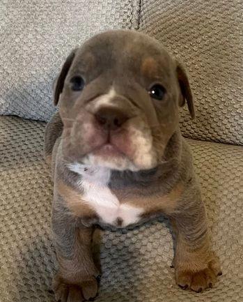 Healthy Home raised English Bulldog pups available Image eClassifieds4u