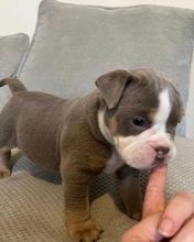 Affectionate English Bulldog Available Image eClassifieds4U