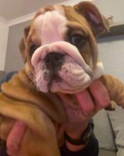 Beautiful English Bulldog puppies. Image eClassifieds4U