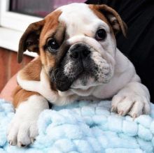 Top Class English Bulldog Puppies Available Image eClassifieds4U