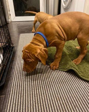 Well trained Vizsla puppies for new homes Image eClassifieds4u