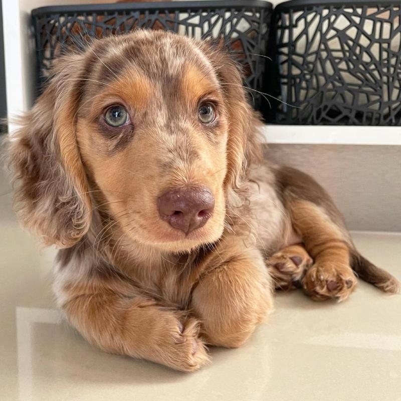 🐶🐶 C.K.C MALE 🐶 FEMALE 🐶 DACHSHUND PUPPIES $850 ✅💯✈️ Image eClassifieds4u