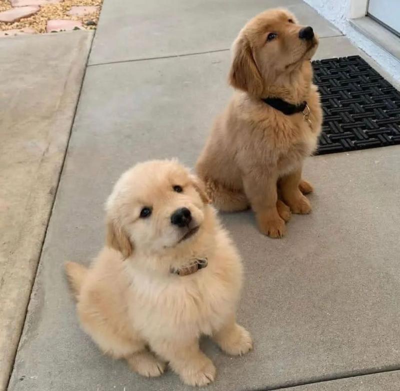 🐶🐶 C.K.C MALE 🐶 FEMALE 🐶 GOLDEN RETRIEVER PUPPIES $850 ✅💯✈️ Image eClassifieds4u