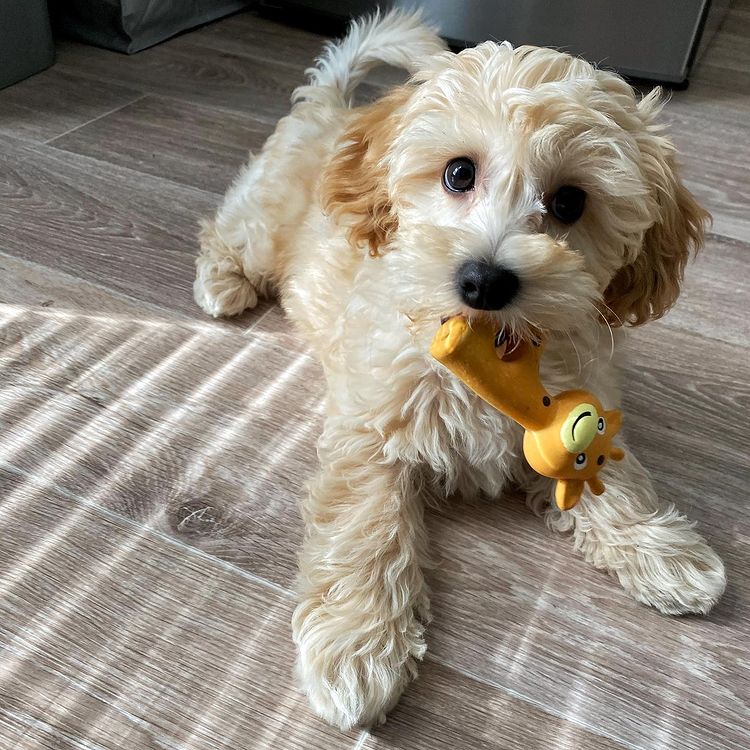 🐶🐶 C.K.C MALE 🐶 FEMALE 🐶 MALTIPOO PUPPIES $650 🐶🐶 Image eClassifieds4u