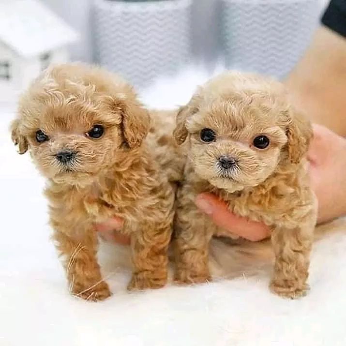 🐶🐶 C.K.C MALE 🐶 FEMALE 🐶 POODLE PUPPIES $850 ✅💯✈️ Image eClassifieds4u