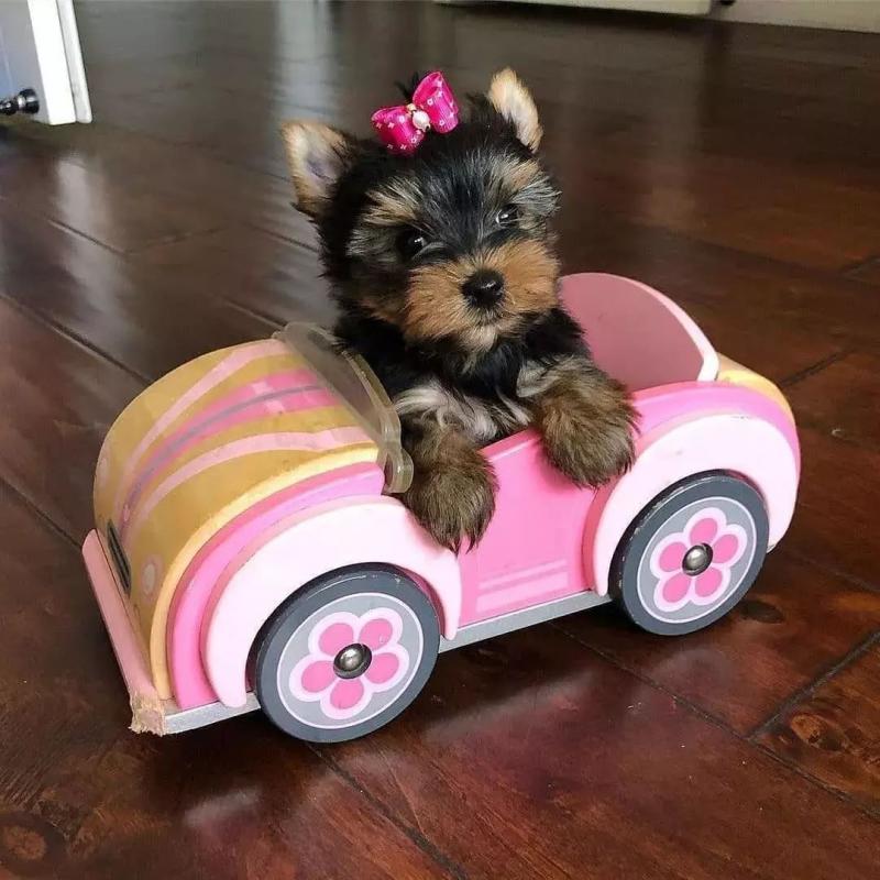 🐶🐶 C.K.C MALE 🐶 FEMALE 🐶 YORKSHIRE TERRIER PUPPIES $850 ✅💯✈️ Image eClassifieds4u