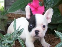 Charming male and female French Bulldog pups