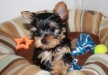 Cute male and female 12 weeks old Yorkie puppies