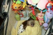 Diapers trained baby Capuchin Monkeys