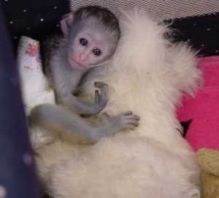 Diapers trained baby Capuchin Monkeys