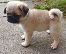 Gorgeous male and female Pug puppies