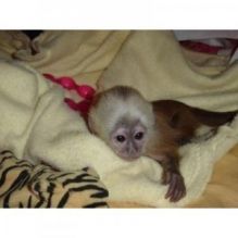 Two (female and male) adorable Capuchin monkeys.