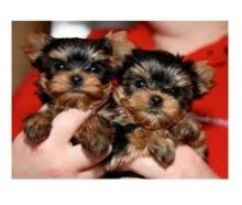 Very tiny Yorkie puppies