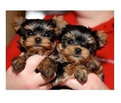 2 Yorkie puppies now available Image eClassifieds4u