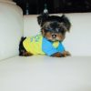 Beautiful Yorkie puppiesie Image eClassifieds4u