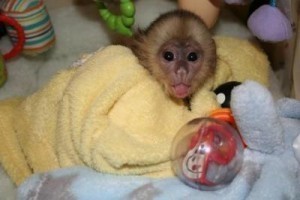 Cute Little Capuchin Monkeys Image eClassifieds4u