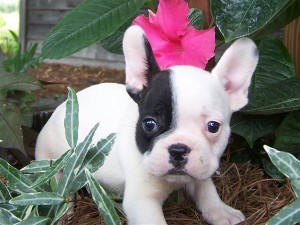 Top quality French Bulldog puppies Image eClassifieds4u