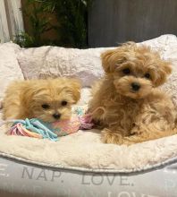 Maltipoo Puppies Looking For Their Forever Home(vidskelley@gmail.com)