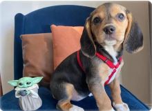1 male and 1 female Beagle puppies