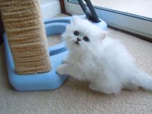 Adorable Persian Kittens available