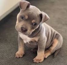 Adorable Pitbull puppies
