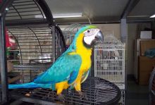 Blue and Gold Macaw parrots available