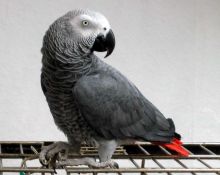 Congo African Grey Parrots available