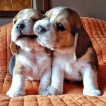 Cute and lovely male and female Beagle puppies