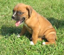 Cute Boxer Puppies available