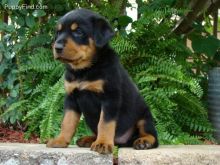 Intelligent Rottweiler puppies available